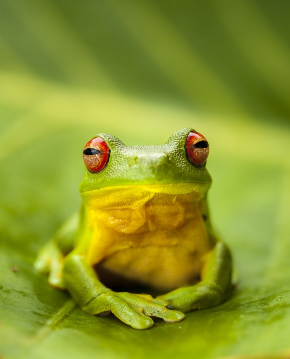Tree Frog by Darran Leal