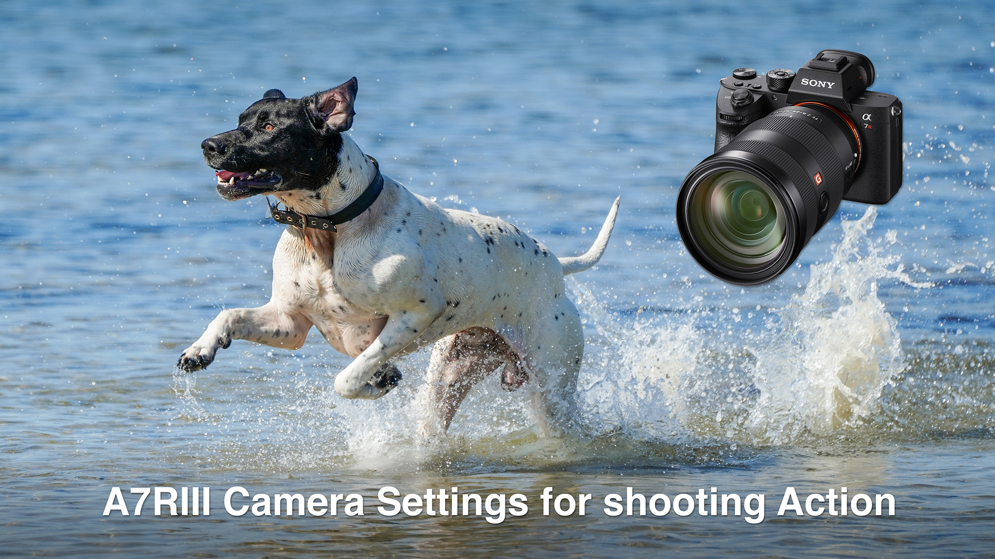 A7RIII Camera Settings for Shooting Action and Wildlife